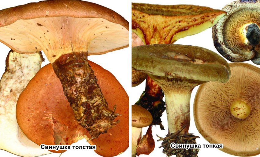 Відміну тонкої і товстої свинушки Відміну тонкої і товстої свинушки