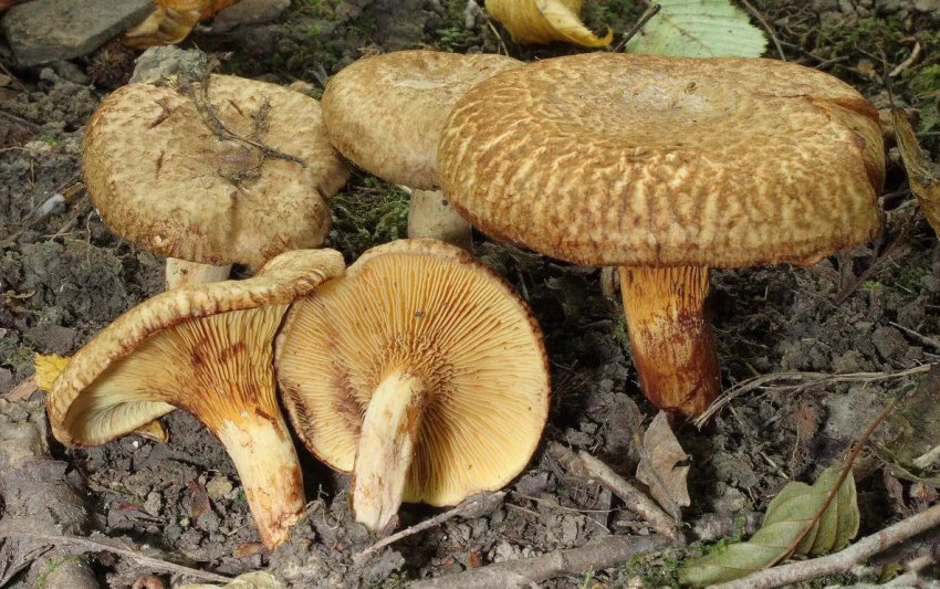 Свинушка вільхова Свинушка вільхова