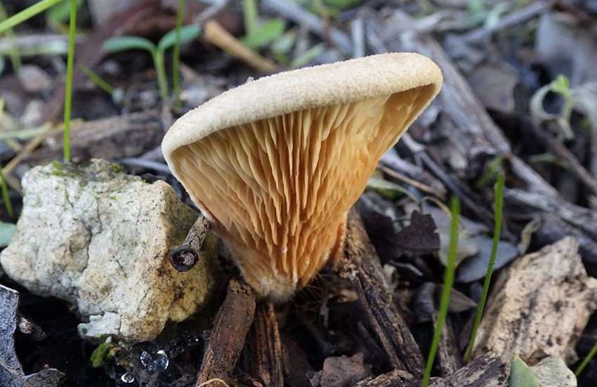 Свинушка панусовидная Свинушка панусовидная