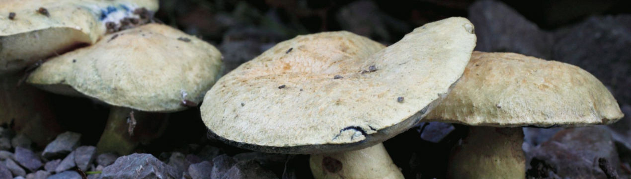 Опис гриба синяка (гиропорус), особливості застосування