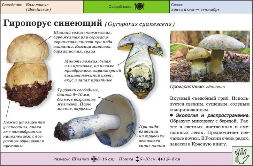 Гиропорус улюблена