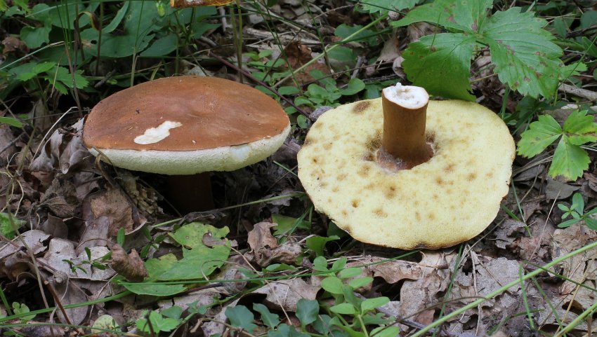 Гиропорус каштановий