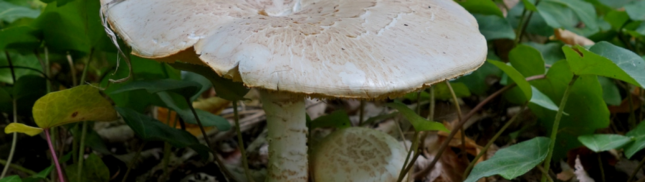 Шпальний гриб (Lentinus lepideus)