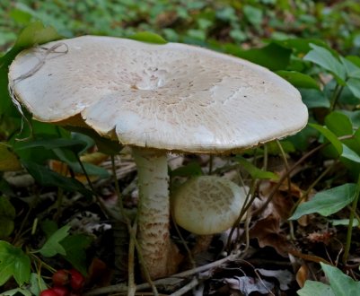 Шпальний гриб (Lentinus lepideus)