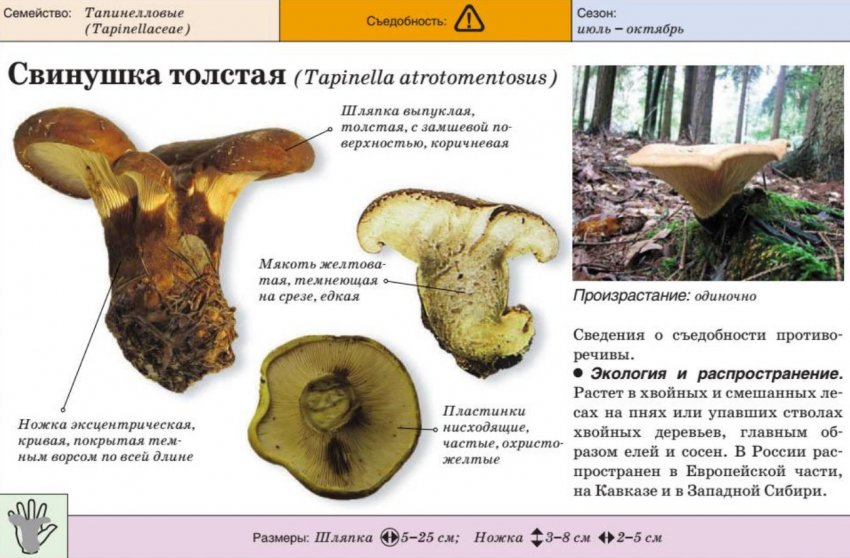 Характеристика свинушки товстої Характеристика свинушки товстої