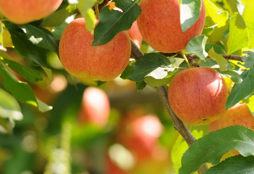 Третину садів інтенсивного типу Росії закладається в Кабардино-Балкарії