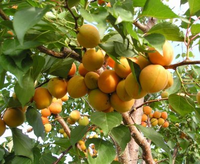 Третина садів інтенсивного типу Росії закладається в Кабардино-Балкарії