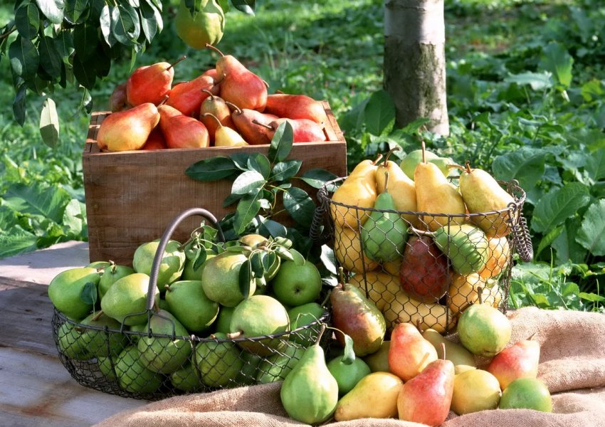 Третину садів інтенсивного типу Росії закладається в Кабардино-Балкарії