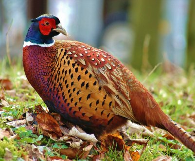 Закарпатський фазанарий відкрив свої двері для відвідувачів