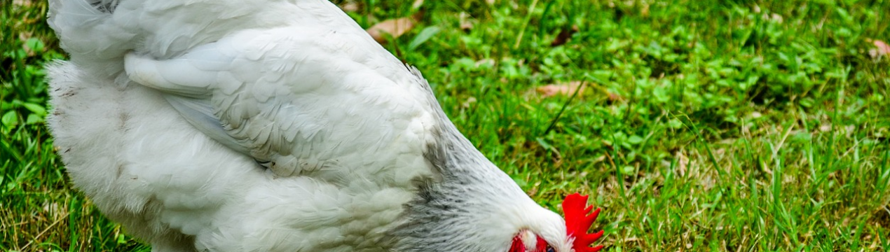 Правосуддя наздогнало птахофабрику із Свердловська через 3 роки