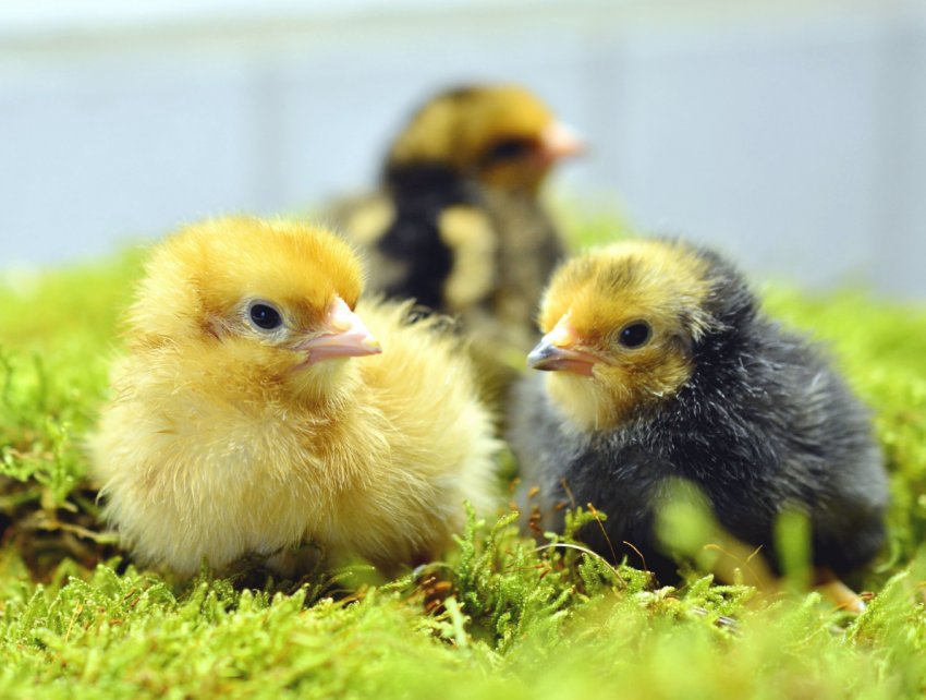 Правосуддя наздогнало птахофабрику із Свердловська через 3 роки Правосуддя наздогнало птахофабрику із Свердловська через 3 роки