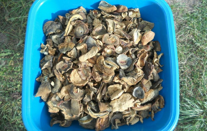 Сушені гриби гиропорус