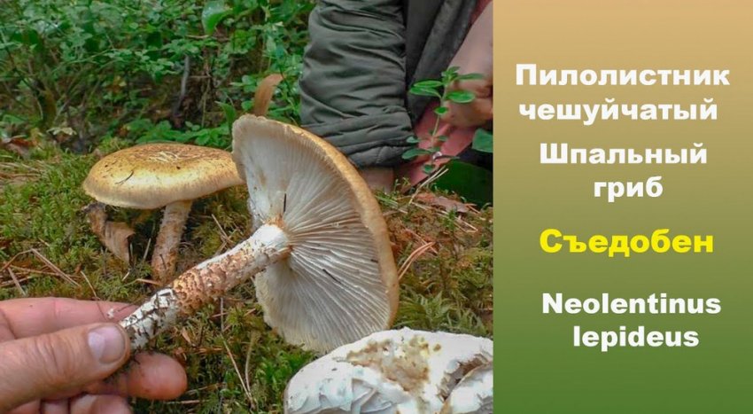 Пилолистник лускатий Пилолистник лускатий