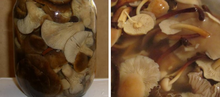 Використання грибів в кулінарії Використання грибів в кулінарії