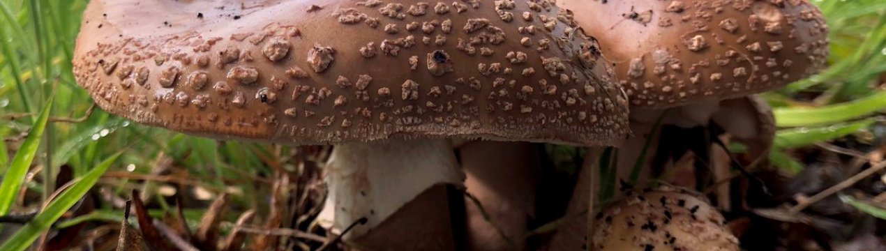 Сіро-рожевий (перлинний) їстівний мухомор: де росте, як відрізнити від отруйних грибів