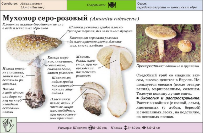 Сіро-рожевий мухомор