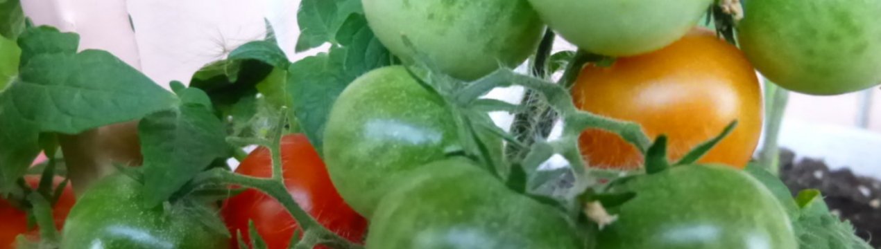 Помідори «Піноккіо»: опис, вирощування вдома на підвіконні і у відкритому грунті