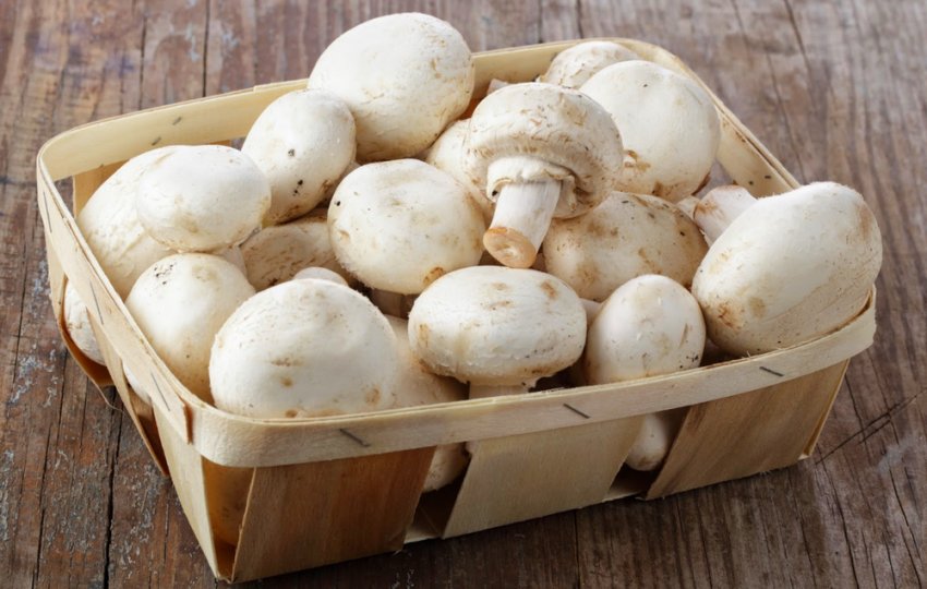 Печериці Печериці