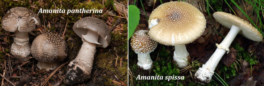 Отруйні мухомори