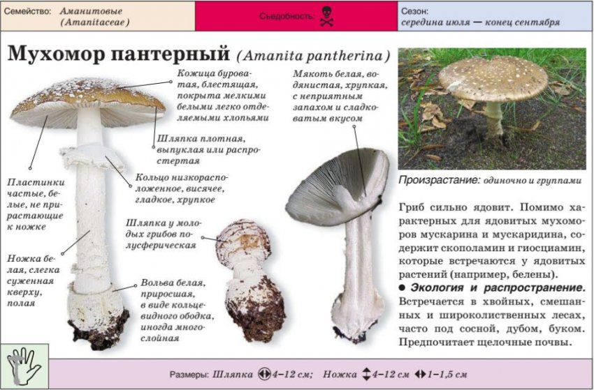 Мухомор пантерний