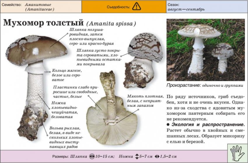 Мухомор товстий