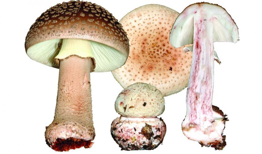 Мухомор сіро-рожевий