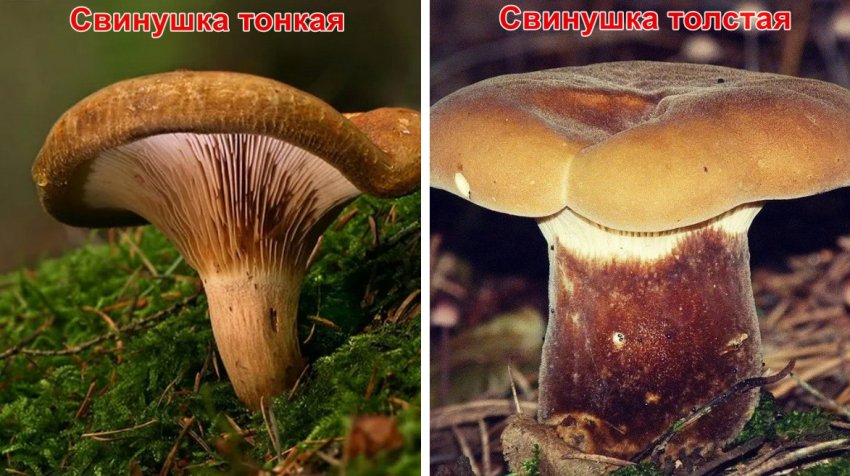 Види свинушок