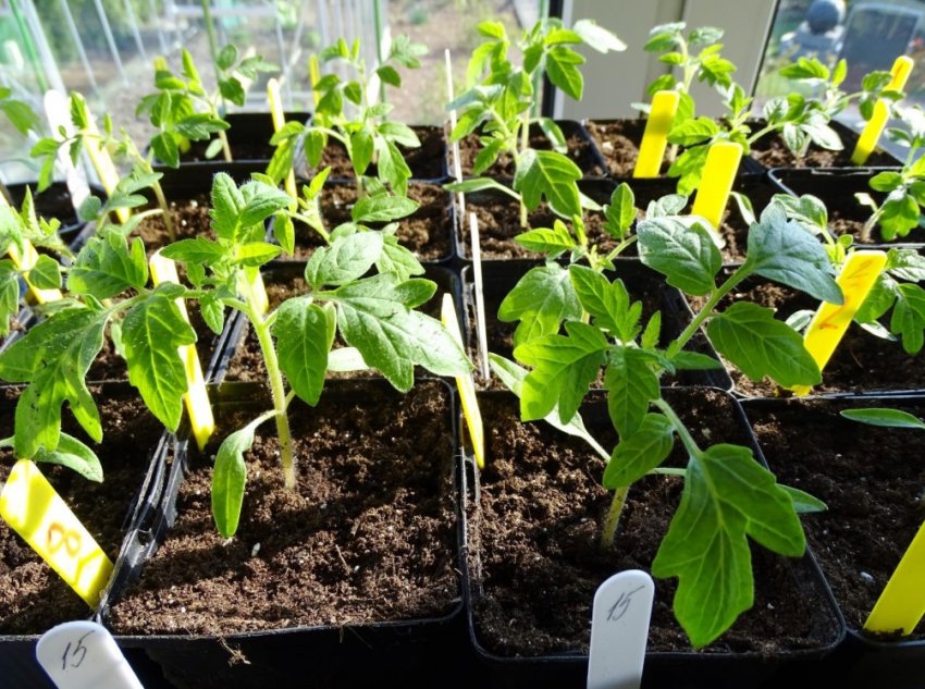 Загартовування розсади Загартовування розсади