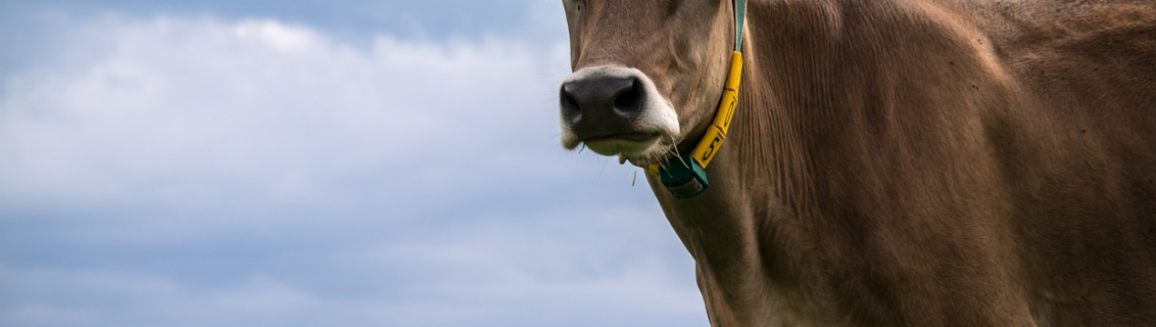 Рівненська ферма планує перейти до безприв'язному утримання корів