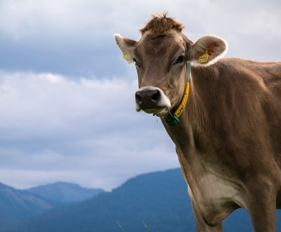 Рівненська ферма планує перейти до безприв'язному утримання корів