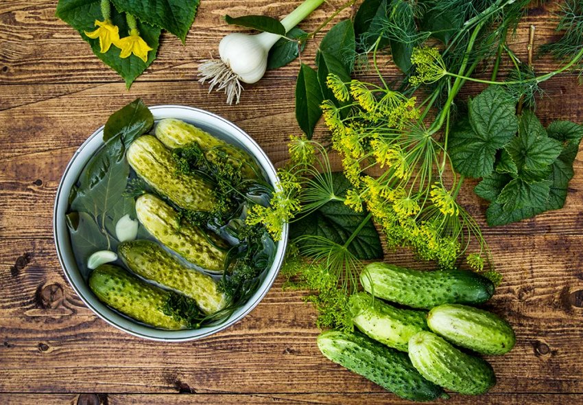 Селекціонери з Нідерландів вивели огірки, стійкі до фузаріозу Селекціонери з Нідерландів вивели огірки, стійкі до фузаріозу