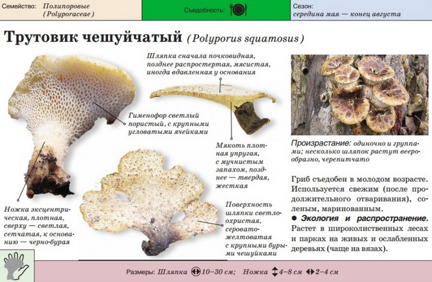 Трутовик лускатий Трутовик лускатий
