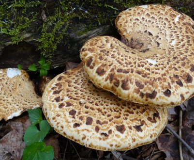 Рецепти приготування трутовика лускатого, покрокова інструкція з фото