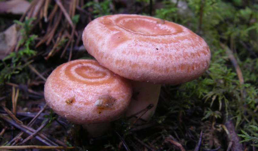 Гриб волнушка Гриб волнушка