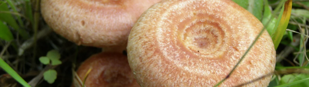 Опис грибів вовнянки та особливості застосування, чи можна їх їсти