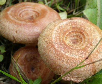 Опис грибів вовнянки та особливості застосування, чи можна їх їсти