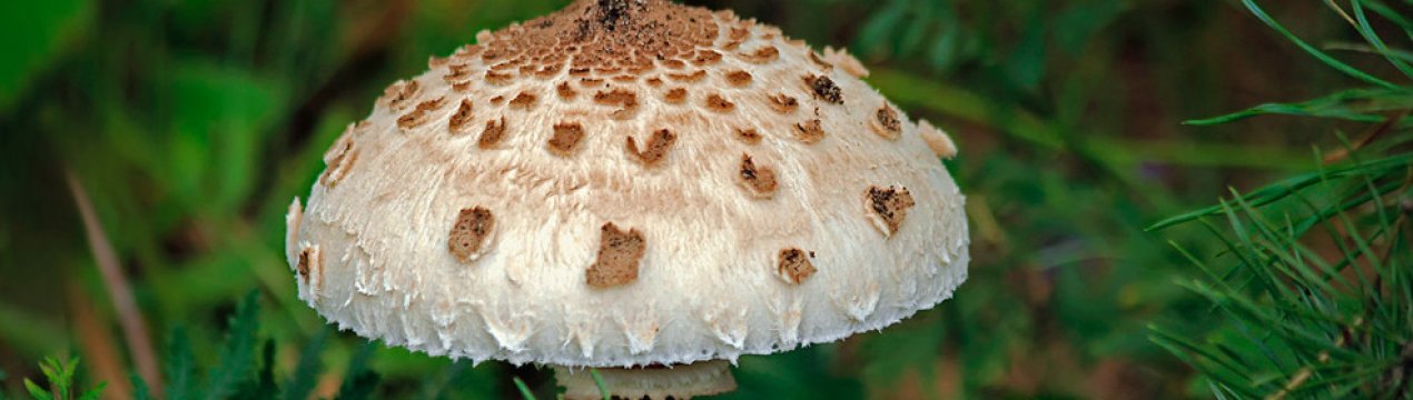 Опис гриба парасольки краснеющего та особливості застосування