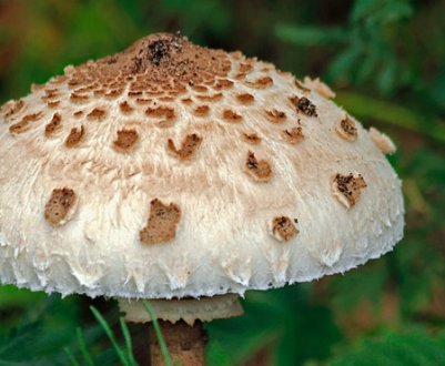 Опис гриба парасольки краснеющего та особливості застосування