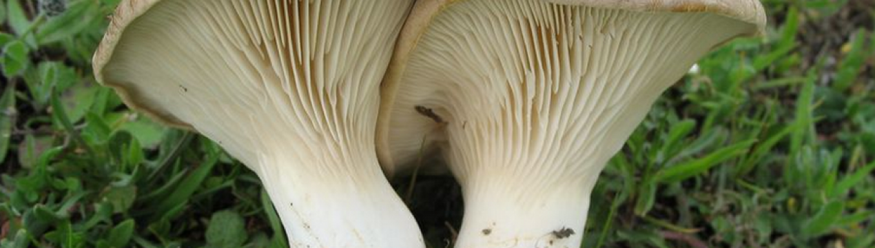 Опис і властивості степового білого гриба