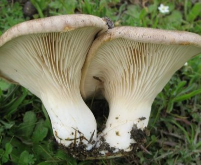 Опис і властивості степового білого гриба