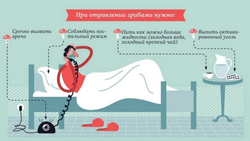 Свинушка ложная как отличить. Смотреть фото Свинушка ложная как отличить. Смотреть картинку Свинушка ложная как отличить. Картинка про Свинушка ложная как отличить. Фото Свинушка ложная как отличить