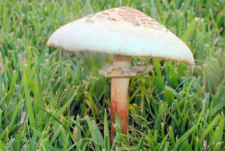 Хлорофиллум свинцовошлаковый Хлорофиллум свинцовошлаковый