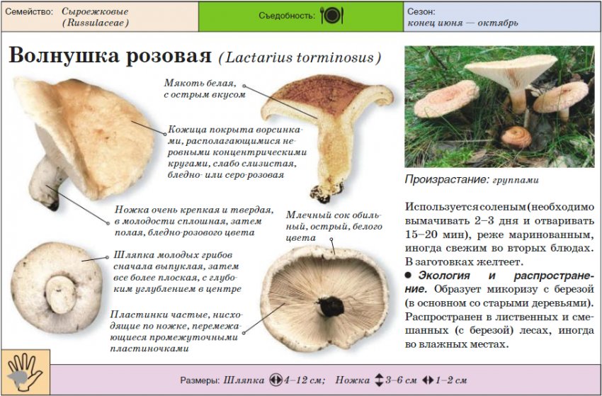 Волнушка рожева Волнушка рожева