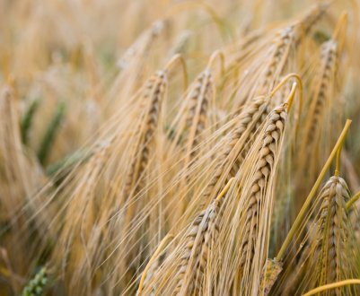 Застосування екологічно безпечних добрив в Ярославській області показало відмінні результати 