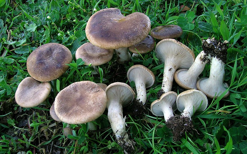 Глива степова Глива степова