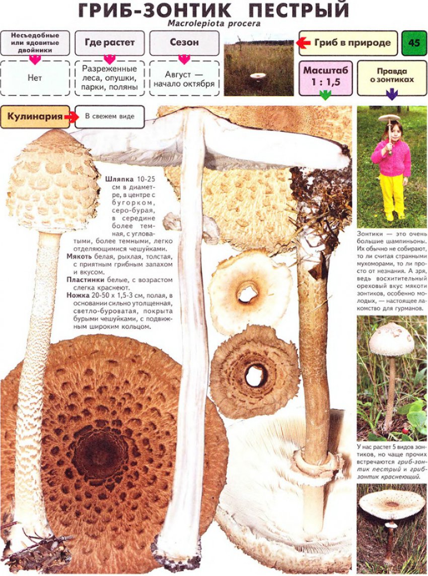 Парасолька строкатий Парасолька строкатий