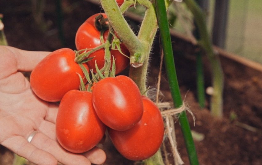 Томат сорти Великосвітський Томат сорти Великосвітський