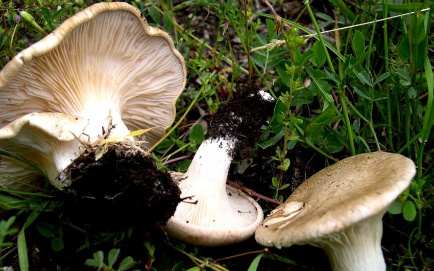 Степовий білий гриб Степовий білий гриб