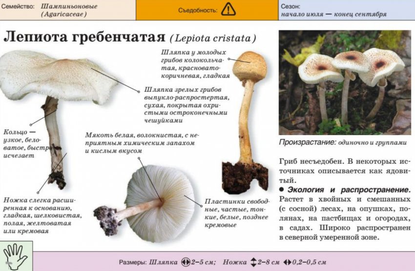 Леопиота гребінчаста Леопиота гребінчаста