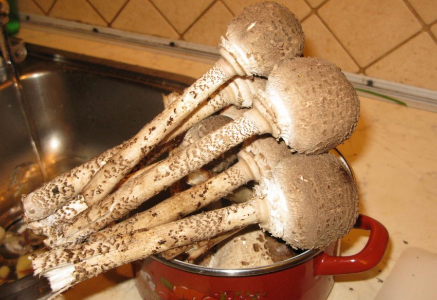 Властивості грибів-парасольок Властивості грибів-парасольок